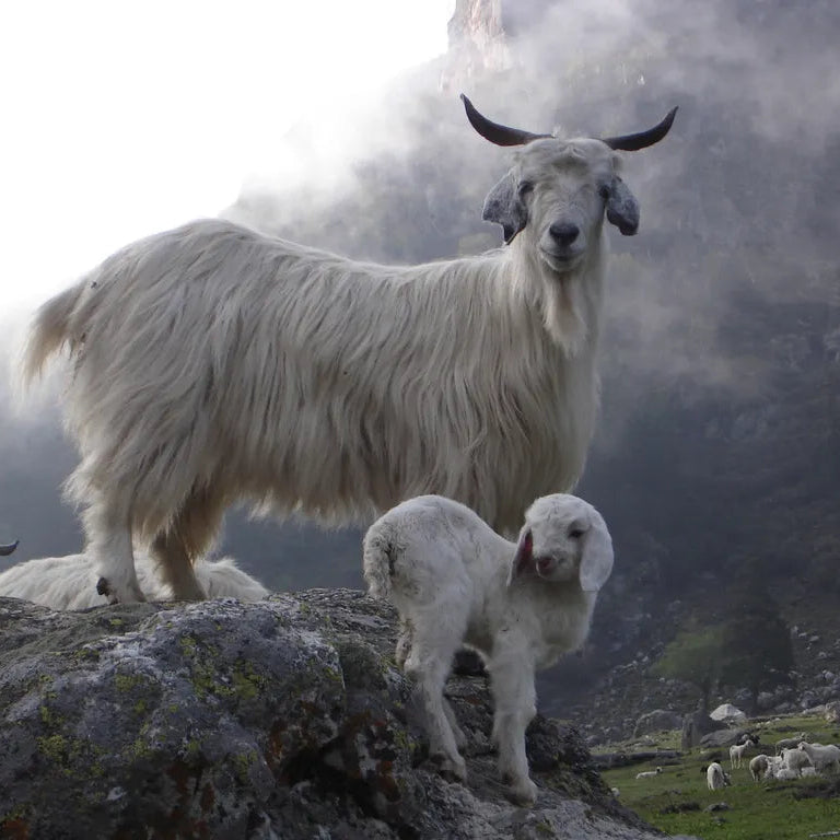 Caxemira Old Money Rest Money